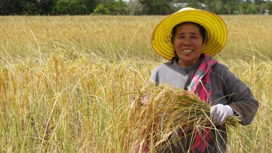 Rat Pungkit, a rice farmer