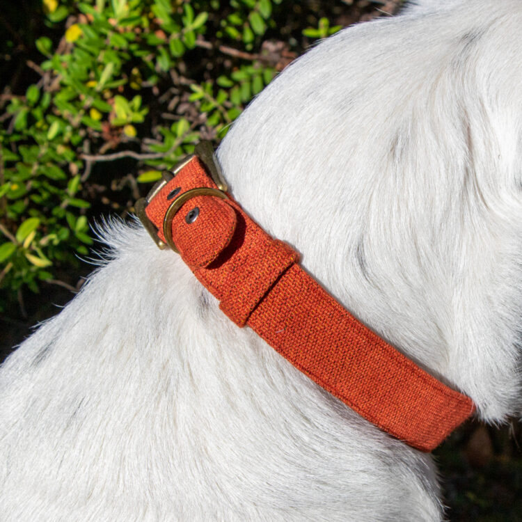 Fabric dog collar | Gallery 2